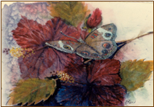 Butterfly On Red . Watercolor 14” x 17”

